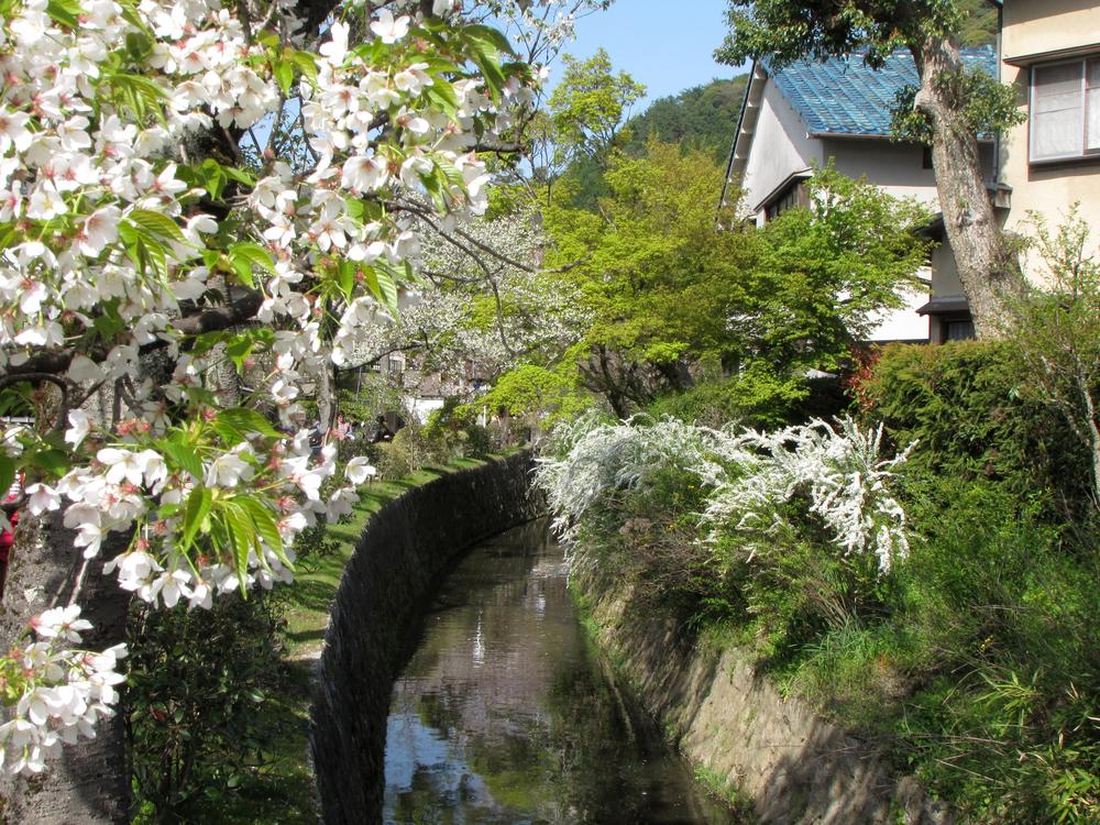 cherry blossoms and other blooms over a small canal